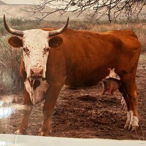 Janine Gordon Photograph 20x24"  C-print Edition Cow Bull Marfa Texas Signed